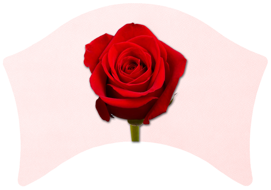 Banner Faux Pink Red Rose PROOF